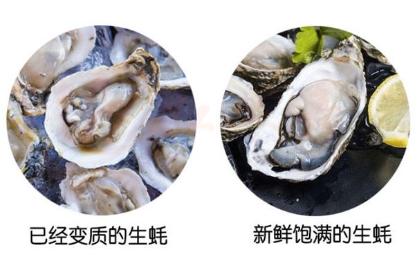 如何区分牡蛎肉的变质和新鲜