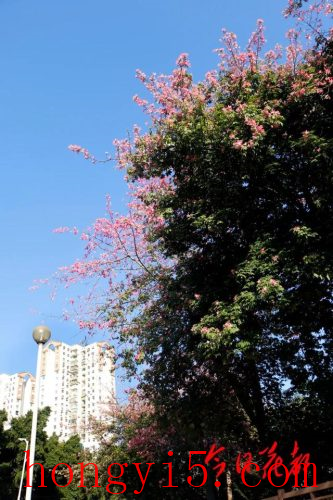 花都冬季景点排名前十(花都免费景点排名前十)插图1