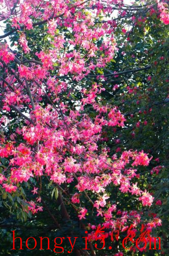 花都冬季景点排名前十(花都免费景点排名前十)插图2