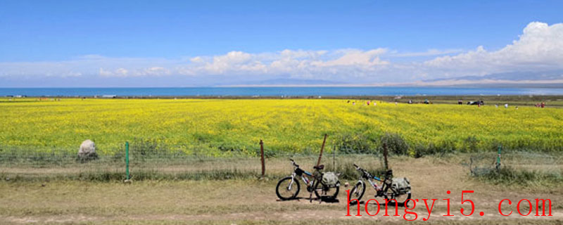 青海湖油菜花什么时候开 青海湖油菜花几