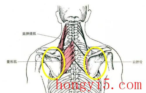 蝴蝶骨是什么部位(蝶骨是什么部位)插图