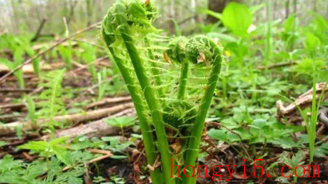 刺老芽怎么种植