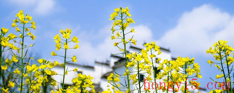 大同市春季赏花去哪里  大同市春季赏花