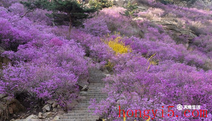 抚顺市春季赏花去哪里