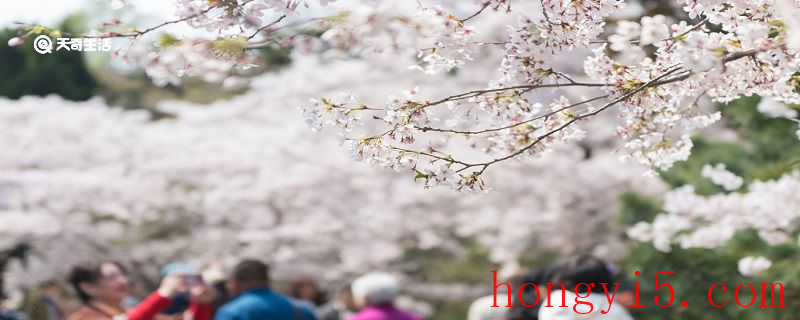 雅安市春季赏花去哪里