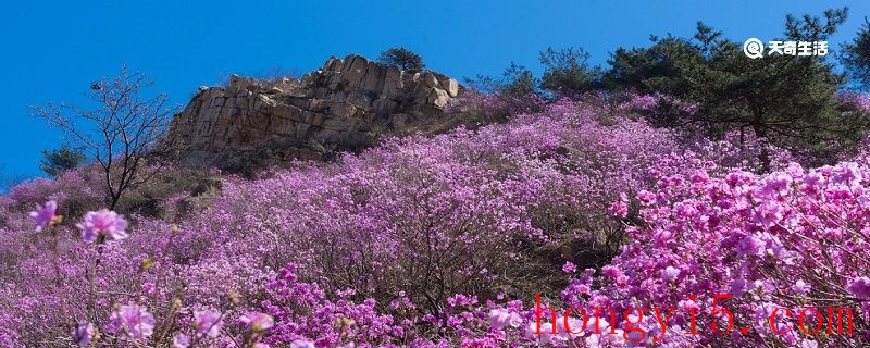 郴州市春季赏花去哪里