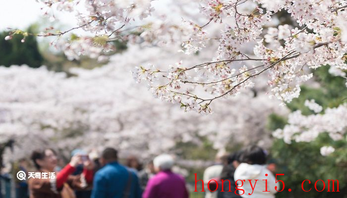 包头市春季赏花去哪里