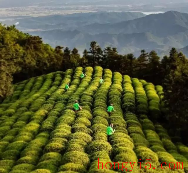 贵州十大高温县排行榜(贵州十大绿茶品牌排行榜)插图