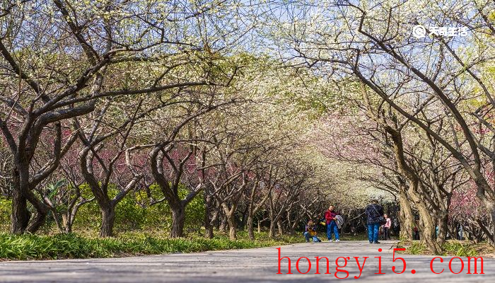 鸡西市春季赏花去哪里