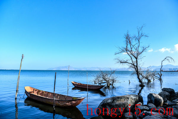 洱海什么季节看海鸥