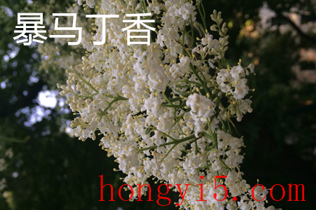 暴马丁香花1