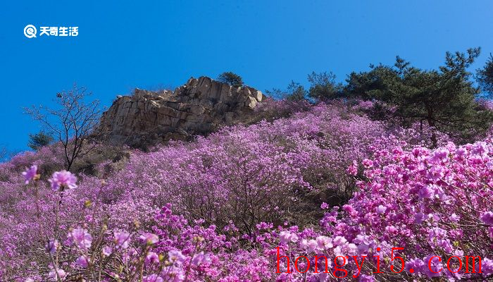 佛山市春季赏花去哪里