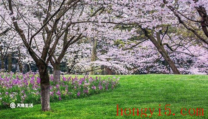 枣庄市春季赏花去哪里