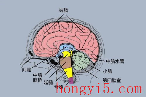 人类大脑开发程度是多少(人类大脑开发20%程度)插图2