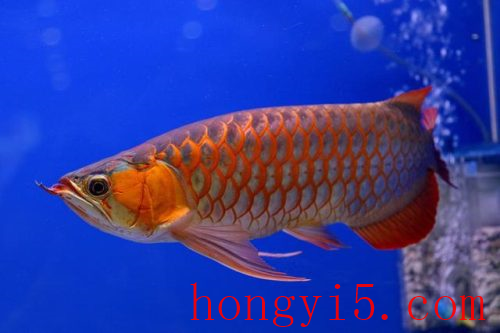 世界水族养殖排名前十(世界各国海水养殖排名)插图3