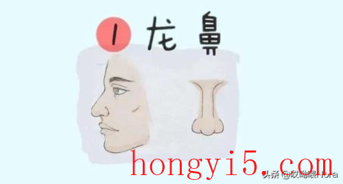 十种鼻型图片大全(鼻型图片大全)插图10