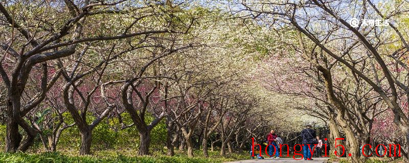 抚顺市春季赏花去哪里 推荐抚顺市春季赏