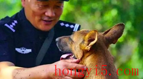 警犬牺牲了怎么处理(中国已牺牲警犬名单)插图1