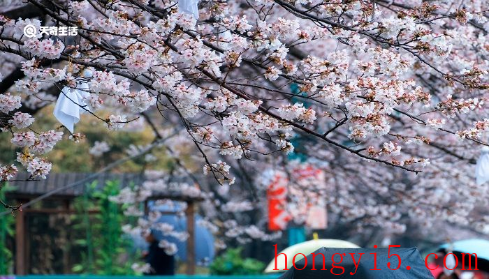 亳州市春季赏花去哪里