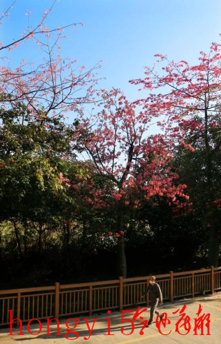 花都冬季景点排名前十(花都免费景点排名前十)插图8