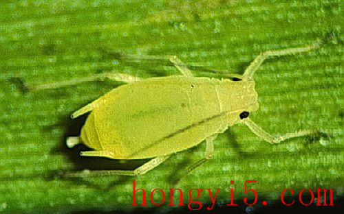 白掌虫害-蚜虫