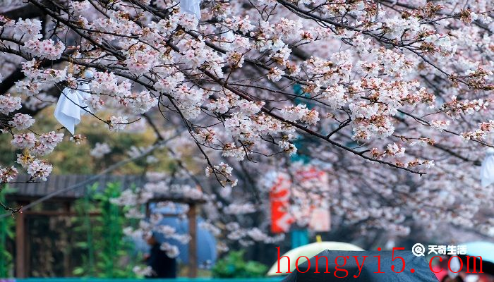 贺州市春季赏花去哪里