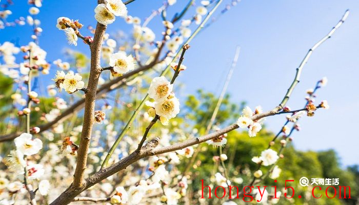 鸡西市春季赏花去哪里