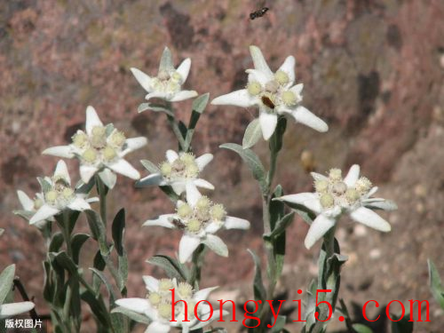 日本国花是菊花还是樱花(日本国花樱花)插图50