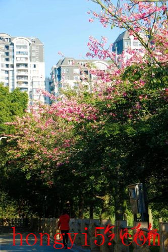 花都冬季景点排名前十(花都免费景点排名前十)插图5