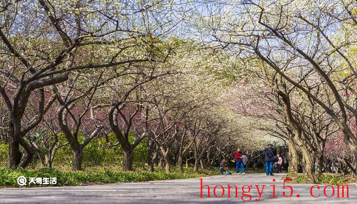 扬州市春季赏花去哪里