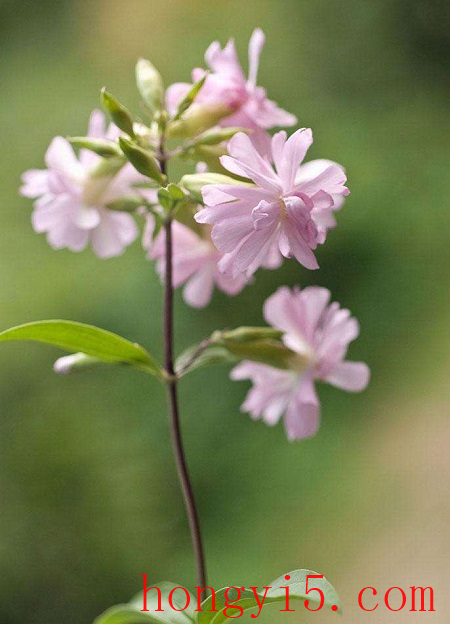 清新的肥皂花