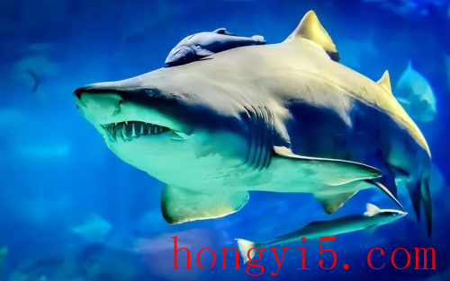 高清无水印鲨鱼壁纸(高清鲨鱼全屏壁纸)插图4