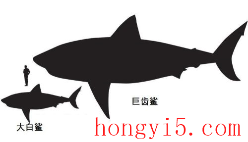 高清无水印鲨鱼壁纸(高清鲨鱼全屏壁纸)插图12