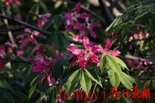 花都冬季景点排名前十(花都免费景点排名前十)插图3