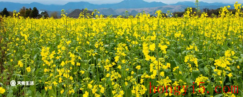 芜湖市春季赏花去哪里  芜湖市春季赏花