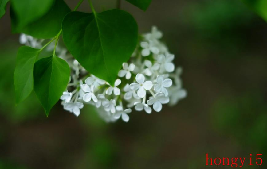 描写丁香花很美的诗句（赞美丁香花的诗句）(图8)