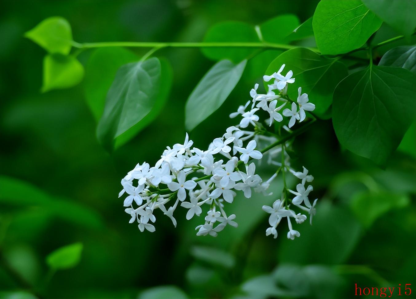 描写丁香花很美的诗句（赞美丁香花的诗句）(图5)