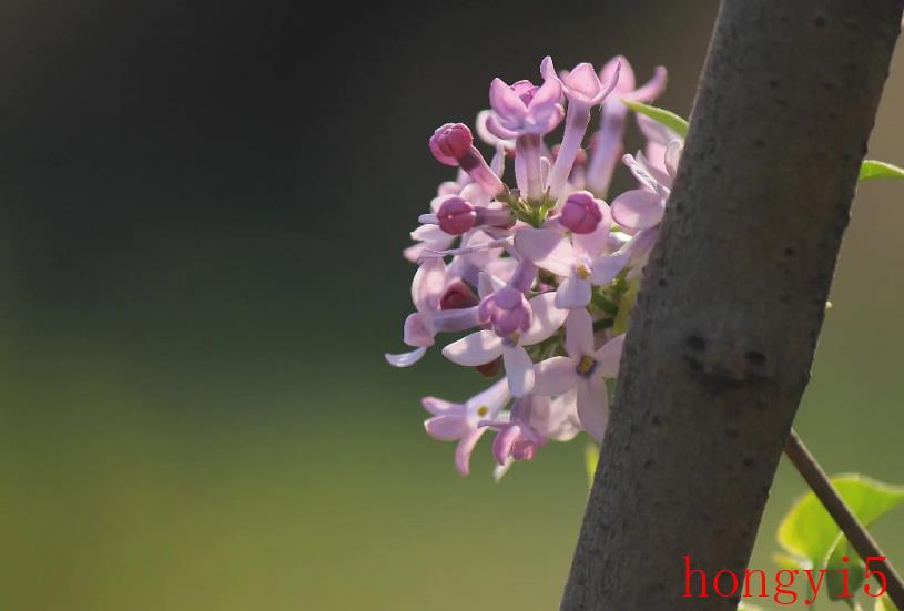 描写丁香花很美的诗句（赞美丁香花的诗句）(图6)