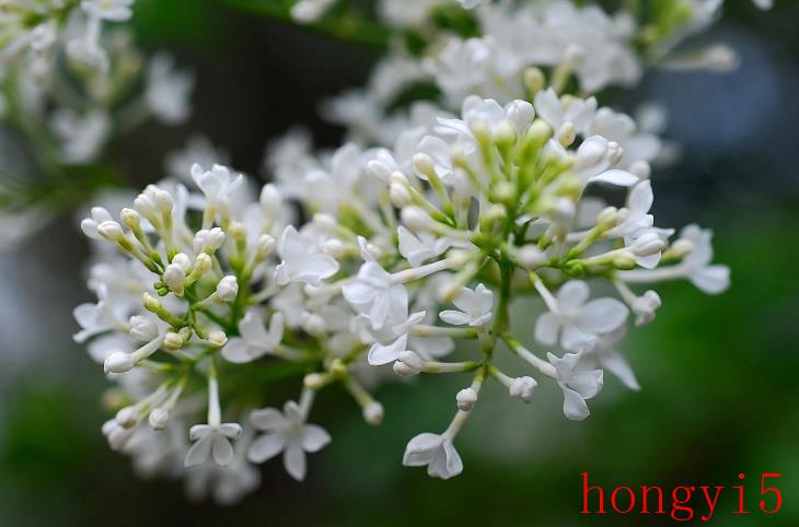 描写丁香花很美的诗句（赞美丁香花的诗句）(图11)