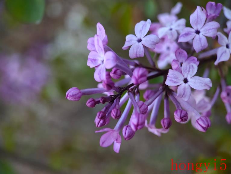 描写丁香花很美的诗句（赞美丁香花的诗句）(图1)