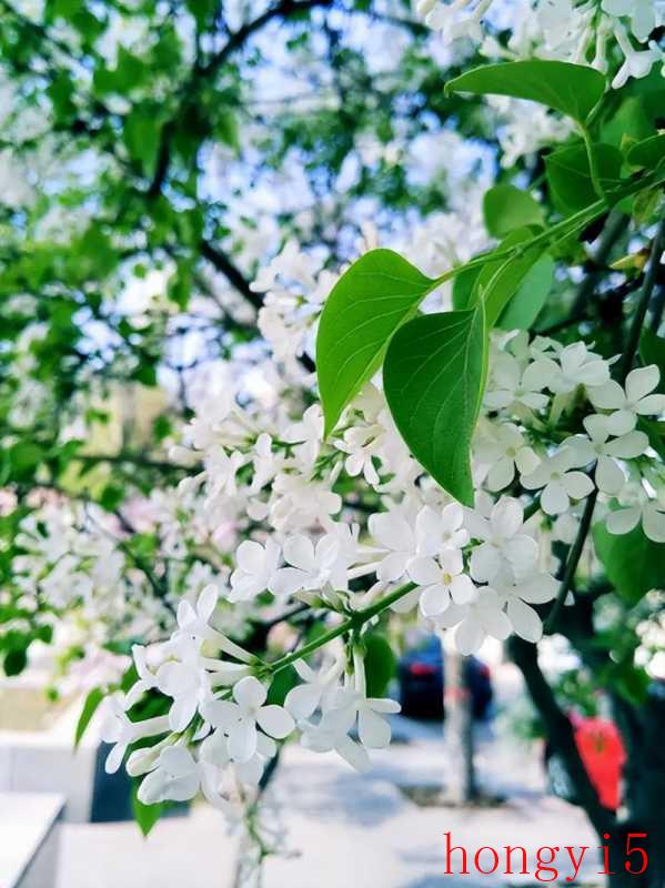 描写丁香花很美的诗句（赞美丁香花的诗句）(图9)