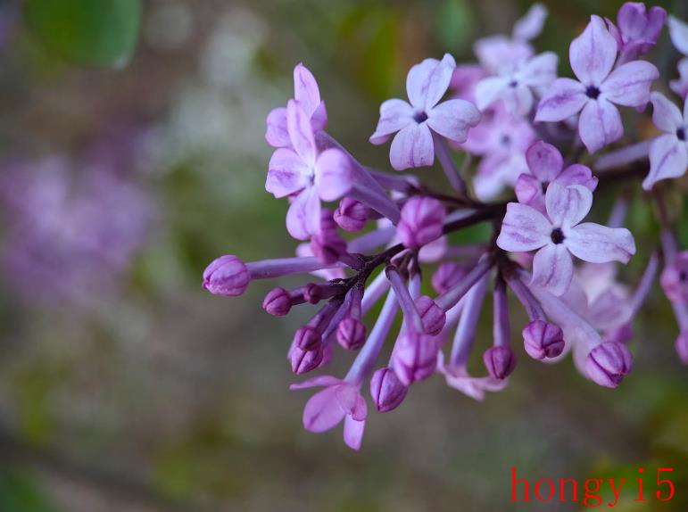 描写丁香花很美的诗句（赞美丁香花的诗句）(图7)