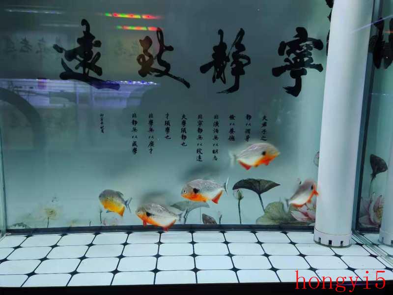 换水之后鱼缸水雾蒙蒙（鱼缸换水后水变白雾浑浊）(图1)