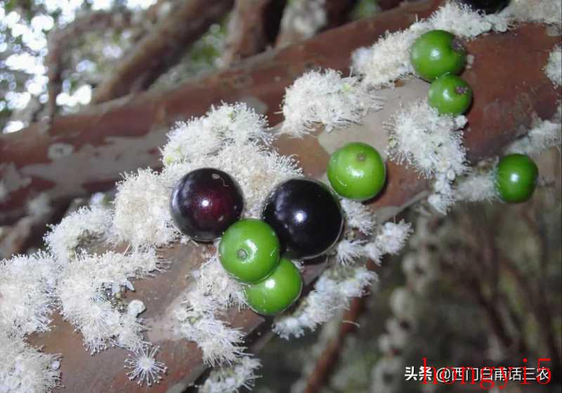 嘉宝果的种植条件（嘉宝果种植条件和区域）(图2)