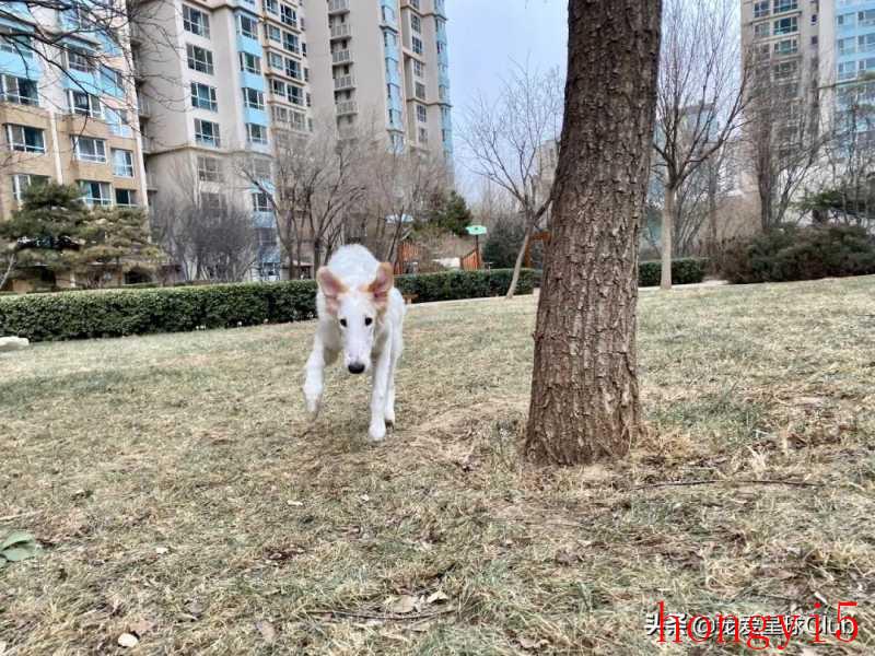 苏俄猎狼犬优缺点（苏俄猎狼犬资料介绍及图片）(图20)