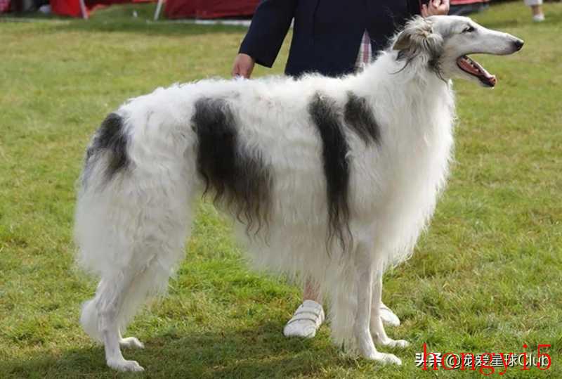 苏俄猎狼犬优缺点（苏俄猎狼犬资料介绍及图片）(图19)