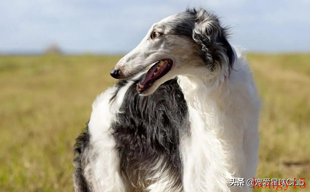 苏俄猎狼犬优缺点（苏俄猎狼犬资料介绍及图片）(图3)