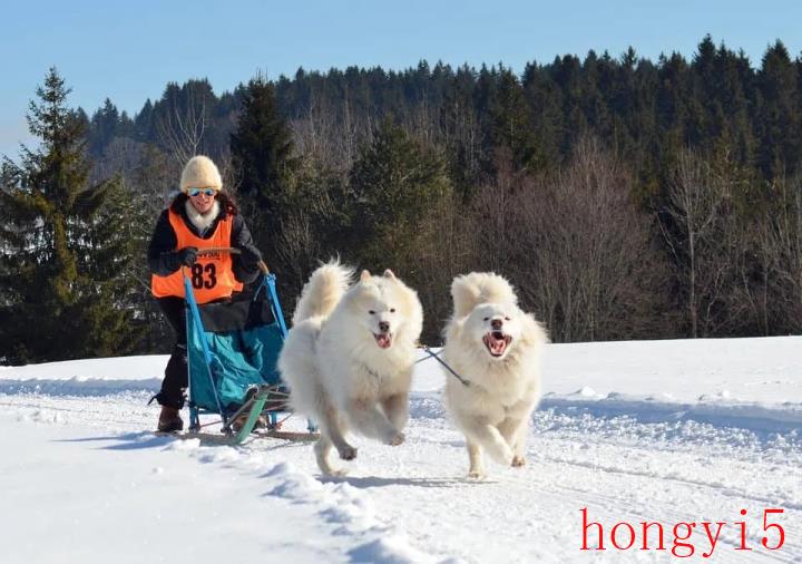 雪橇犬的品种有哪些（雪橇犬有几种品种）(图5)