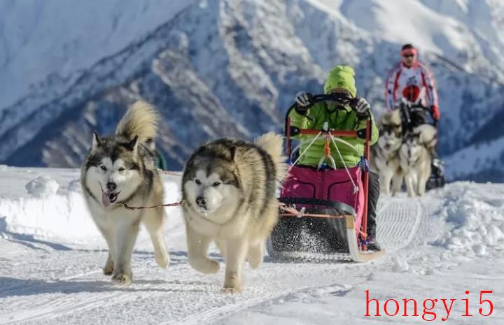 雪橇犬的品种有哪些（雪橇犬有几种品种）(图3)