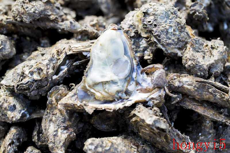 生蚝和牡蛎的区别在哪里（生蚝和牡蛎的区别图解）(图4)